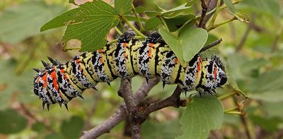 Mopane worm and termite sales relieve poverty in rural South Africa – studies explore the impact