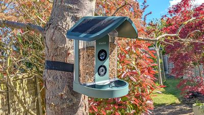 I opened up my backyard to the Kiwibit Bird Feeder 2, and here's my honest verdict