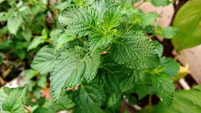 The Invasive Plant Warning: These “Free” Gifts Could Ruin Your Yard