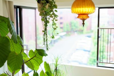 Apartment Gardening: The $20 Setup for a Balcony Bounty