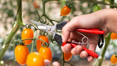 The Felco 322 Snips Are Surprisingly Strong for Their Size – This Lightweight Tool Can Handle More Than You’d Expect