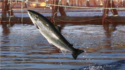 Cocaine residues in waterways linked to disrupted salmon behaviour, study shows