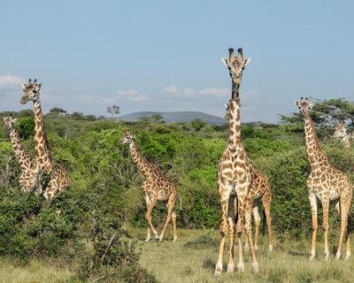 A British ban on imports of hunting trophies is long overdue