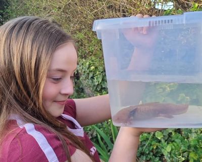 Rare axolotl found under Welsh bridge probably an abandoned pet, say experts