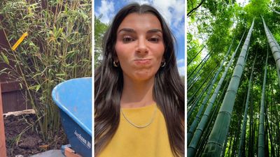 ‘My worst homeowner nightmare’: Texas woman looks in her backyard. Then she sees where her neighbor planted bamboo  