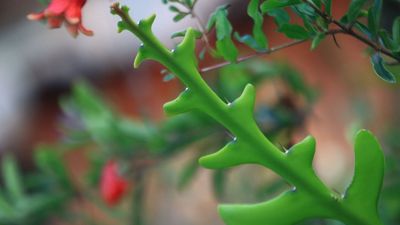 You May Have Never Heard of a Fishbone Cactus – But This Quirky, Low-Maintenance Houseplant is Surprisingly Easy to Grow