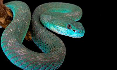 Can you solve it? Are you as s-s-smart as a snake?