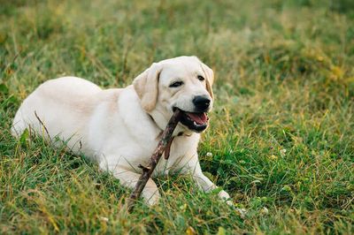 The Hidden Traits of This Popular Pet Breed