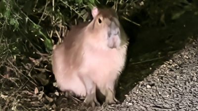 Trail cameras are going missing in southern England. Prime suspect? A giant rodent