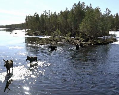 ‘When we saw one there were high-fives and hugging’: the Swedish TV show (hopefully) bringing moose to your sofa