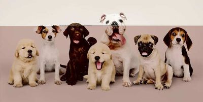 Indian vs Foreign Breeds: What Works Better in Real Life?