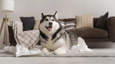 Stop Saying No to Your Pet, Try This Instead