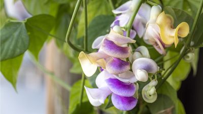 This Unusual Climber Attracts Hummingbirds All Summer Long – Plant it Now for Beautiful Scent and Dazzling Flowers
