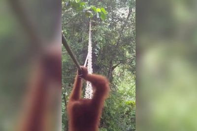 Watch as Sumatran orangutan uses canopy bridge to cross forest in world-first moment