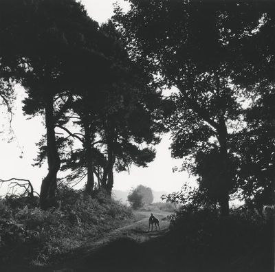 ‘Tracey Emin said they’re all about death’: Johnnie Shand Kydd on his dog-walk photographs – and capturing the hard-partying YBAs