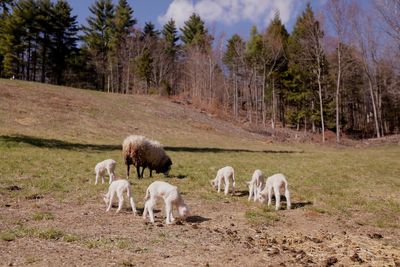 Farmers stunned as sheep gives birth to one-in-a-million sextuplets