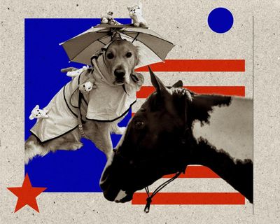 ‘She’s a very talkative cow’: the curious history of America’s animal mayors