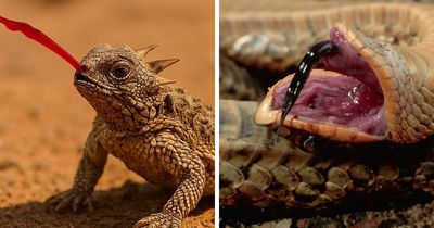 Scared Animals: 15 Creatures With The Most Extreme Fear Responses