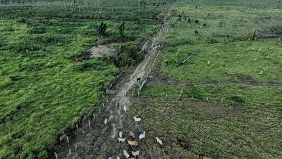 US lawmakers urge EU not to water down deforestation law ahead of review