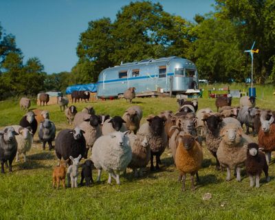 The Sheep Detectives review – Hugh Jackman gives a flock in baa-rking mad cosy crime caper