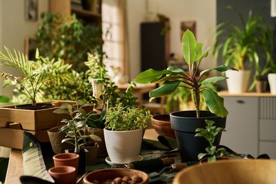 Lighting on a Budget: Why ‘Shop Lights’ Outperform Expensive ‘Grow Lights’