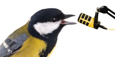 Dawn Chorus Day: a composer on the musical styles of birdsong