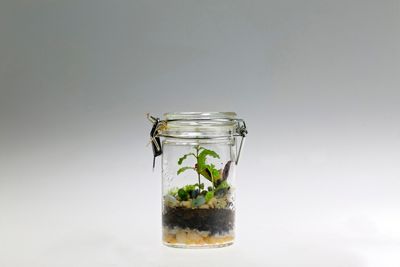 Hydroponics for the Rest of Us: The $5 Mason Jar Method