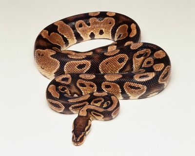 Did you solve it? Are you as s-s-smart as a snake?