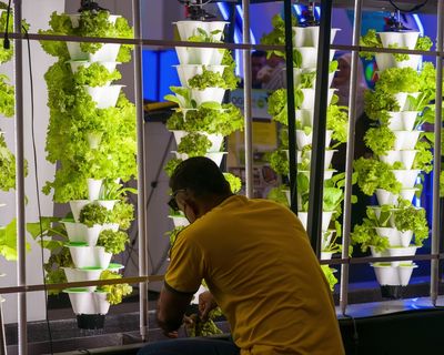 Vertical PVC Gardening: Building a Space-Saving Food Tower for $15