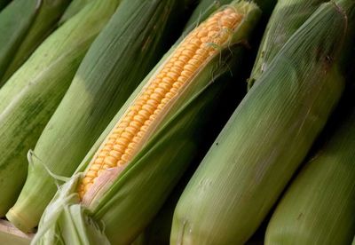 Corn Starting Monday with Gains