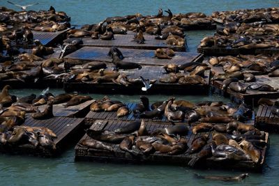 ‘Chonkers’ the large sea lion charms the San Francisco Bay area