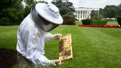 The White House honey program just got a major upgrade and the new beehive hides a surprising design twist