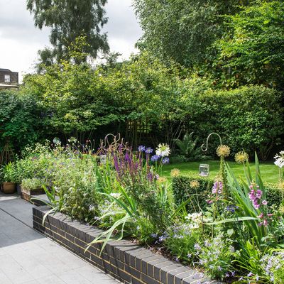 6 beautiful plants that stop weeds from taking over your garden beds – evergreen beauties and pollinator favourites that will save you hours of weeding