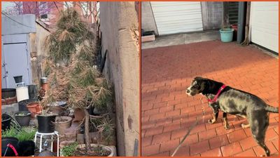 ‘You see the face, right?’: D.C. woman freezes after spotting a figure lurking in her back alley at night