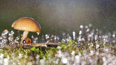Some fungi can influence the weather ‪—‬ and now we know how they do it
