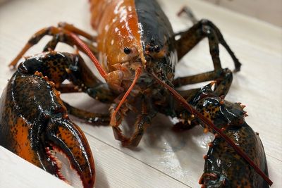 Rare two-colored lobster caught by fishermen off Cape Cod donated to aquarium