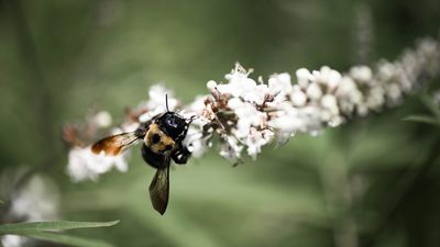 Short on Yard Space? This No-Fuss Native Thrives in Pots and Attracts Pollinators All Season