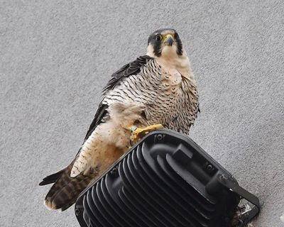 Country diary: Urban peregrines are not fussy eaters