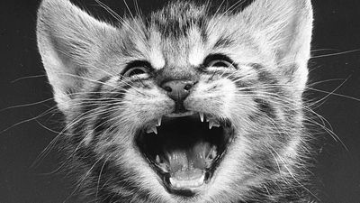 The purr-fect shot: New book celebrates legendary cat photographer Walter Chandoha