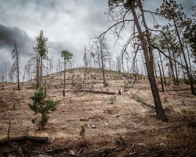 Logging, murder and money: can Mexico’s ancient forests be saved from the cartels?