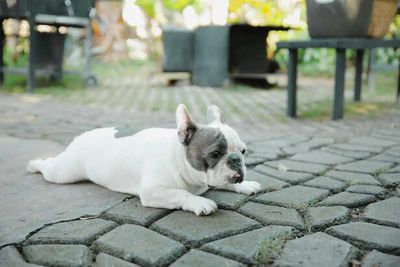 What No One Tells You About Owning a French Bulldog