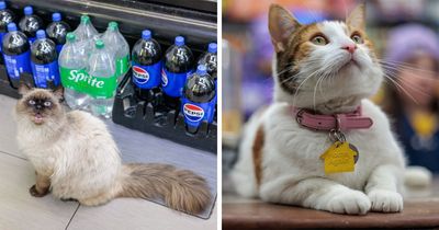 This Page Shared 34 Pics Of New York’s Beloved Bodega Cats And Their Stories