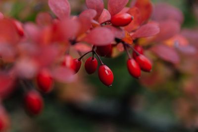 Does Berberine Help With Weight Loss? Benefits, Side Effects, and What You Need to Know