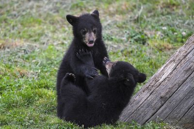 Japan faces surge in bear sightings as animals emerge from hibernation