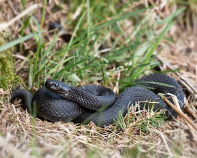 Young country diary: A close call with a black adder