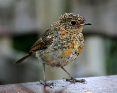 Young country diary: Robin chicks are everywhere, in the kitchen, in Mum’s hair