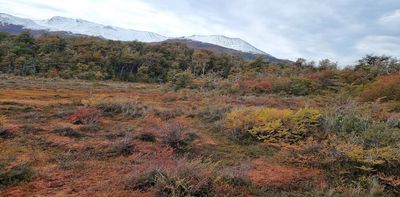 Peatlands are vital for tackling climate change, yet scientists still haven’t found them all