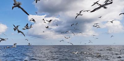 There’s a reason we don’t have birds the size of elephants: the mysterious story of how dinosaurs evolved – expert Q&A