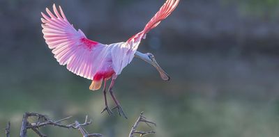 The story of birds: a new history from their dinosaur origins – extract of Steve Brusatte’s new book