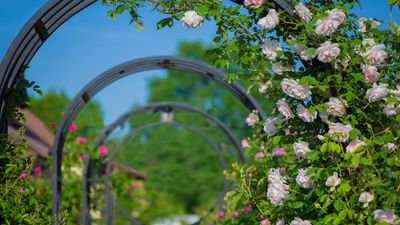 This Low-Cost Structure Will Take Your Raised Garden Beds From Ordinary To Beautiful In Minutes